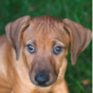 Meet your Posher, Annie